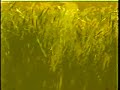 golden-meadow-meditation.html