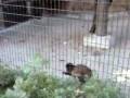 横浜市立 野毛山動物園 (2of2)