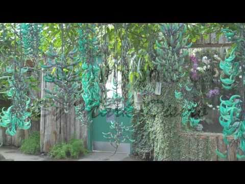 how to plant jade vine
