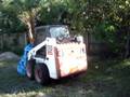 Transplanting a Senegal Date Palm phoenix reclinata