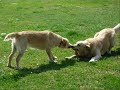 Golden Retrievers- My Sunshine
