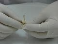 Endodoncia - T�cnica de Fuerzas Balanceadas