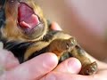Cute animal slideshow Cute animal slideshow