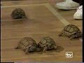 Dato Rossa - El animal más rápido y el más lento Dato Rossa - El animal más rápido y el más lento