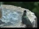 Hummingbird taking a bath - Colibri dandose un ba�o