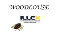 Truite Fario Prise Au Woodlouse