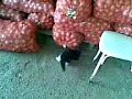 hal pazar?nda keddy