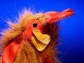  thechickentest 1938media techrooster