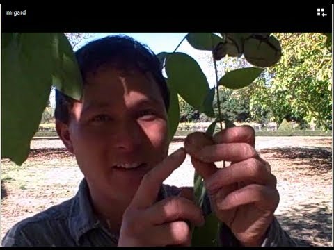 how to harvest nuts