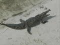 IFAW Community Led Animal Welfare (CLAW) Cozumel, Mexico IFAW Community Led Animal Welfare (CLAW) Cozumel, Mexico