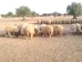 Eid SheeP