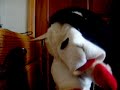 lambchop