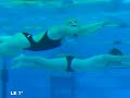 jeux paralympiques, elodie lorandi : l'argent en natation - angers - l'athl�te angevine a d�croch� la m�daille d'argent du 200m 4 nages ! (pour obtenir les droits d?exploitation commerciale de cette vid�o, veuillez contacter contact@wizdeo.com)