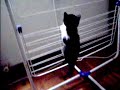 la petite guapa qui escalade l etendoir!