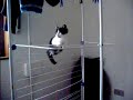 la petite guapa qui escalade l etendoir!