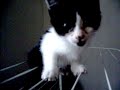 la petite guapa qui escalade l etendoir!