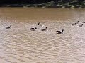 Patos que estavam nadando na lagoa de Itupéva.9/7/2009 