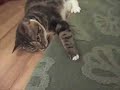 Roomba Lilly