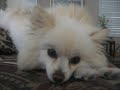 Pomeraninan Puppy Dolce takes a Nap!