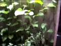 Mama’s Bungalows video tour by Tiger Muay Thai