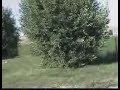 Napoleon Dynamites House