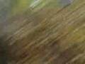 videos de crash skate