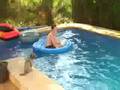Dog has a splashing time