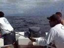 �ato mahi