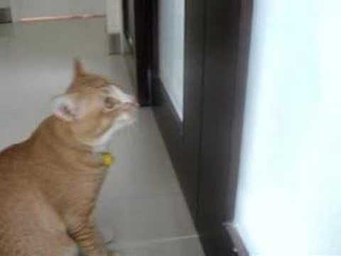 See video