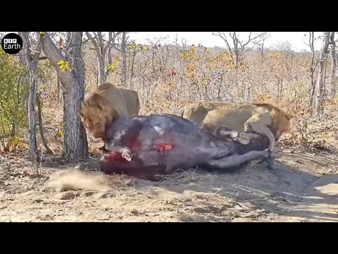 Male Lion Attack Big Prey and Eat Alive - Animal Fighting | ATP Earth