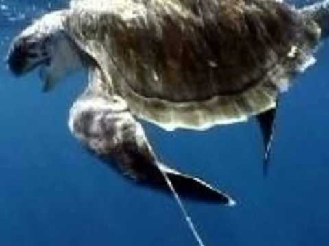 how to avoid water pollution