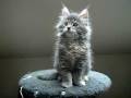 Allevamento Hollycoon - Maine Coon Cats