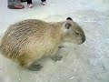 ???????????????? Capybara Part.1