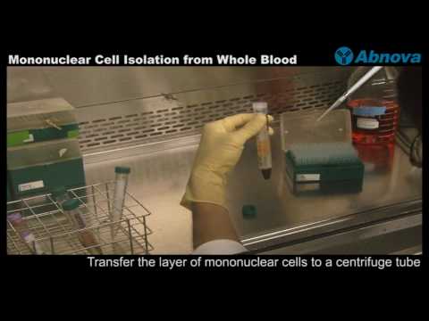 how to isolate serum from blood protocol