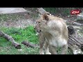 Meet the Cubs!