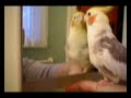 Brady and the pretty bird