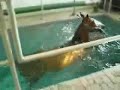 Horse Swimming in Pool