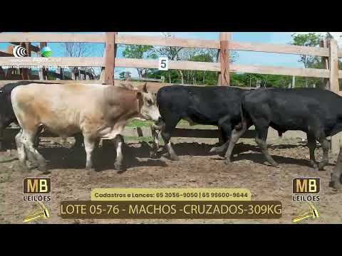 523� LEIL�O VIRTUAL MB LEIL�ES