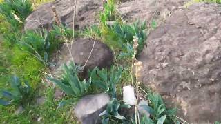 قرية الغوير ابو شوشا، مهجره عام ١٩٤٨، شمال شرق بحيرة طبريا، طاحونة الغوير، شتاء ٢٠٢٢،