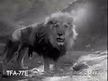 Tiger vs Lion. Gir forest, look how bad lionfans lie and edit. Tiger vs Lion. Gir forest, look how bad lionfans lie and edit.