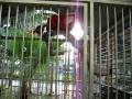 videos de Bird4