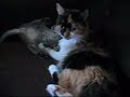 Cookie and Ani--A Music Video! Cookie and Ani--A Music Video!