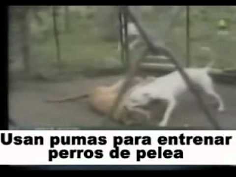 pelea perros