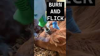 DISBUDDING A CALF IN 60 SECONDS