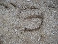 spell