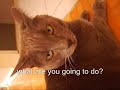 funniest slow motion ever