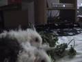 Texel Guinea Pigs Cavies Wheeking for Cilantro