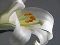 Aleksandr Aivazov - Lilii (Lily flowers)
