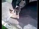 natural friendship