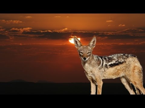 Hunting jackals in Namibia